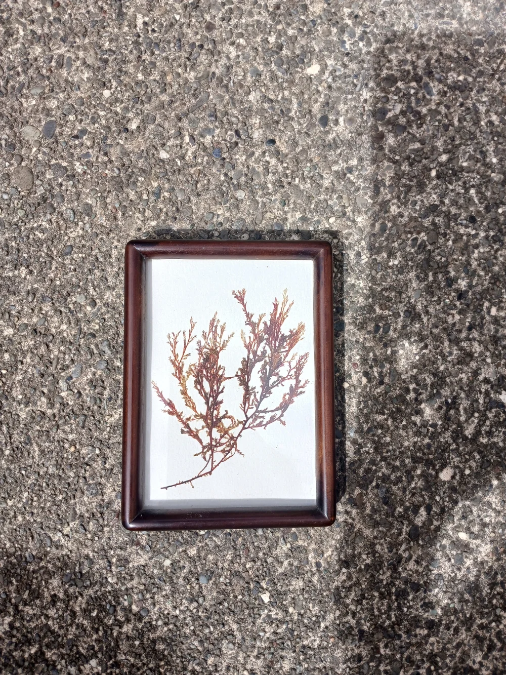 Framed Botanical Wall Art - Brown Frame with Rust Accent Print